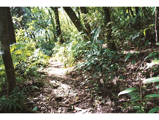 陽明山徑路旁至今仍可見茶樹／陽管處 提供