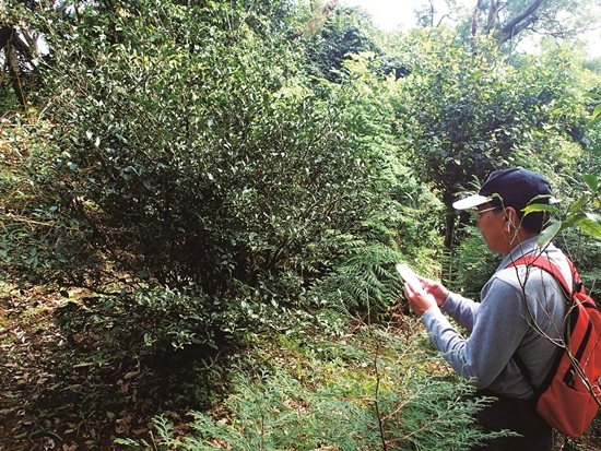 茶葉採樣／陽管處 提供