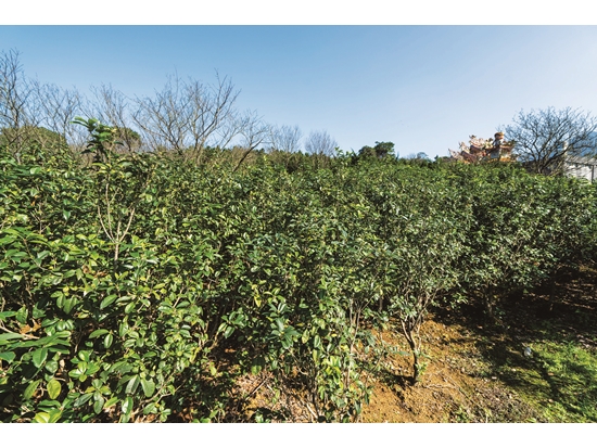 本書期待讀者走進陽明山實地探詢茶業史／里昂紅攝影工作室 攝