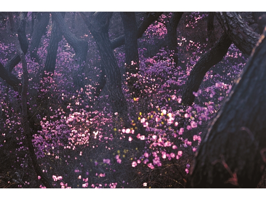 春天杜鵑盛開，四季皆有不同花卉風景