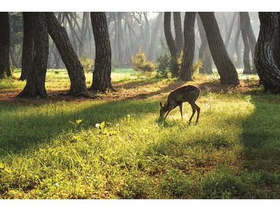 生命力蓬勃的自然環境