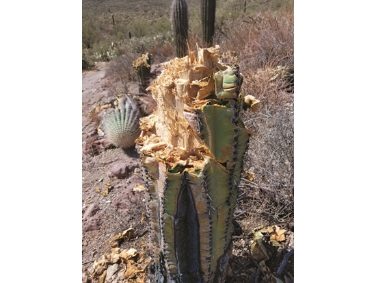 巨人柱國家公園裡乾枯的仙人掌／ NPS Photo 提供