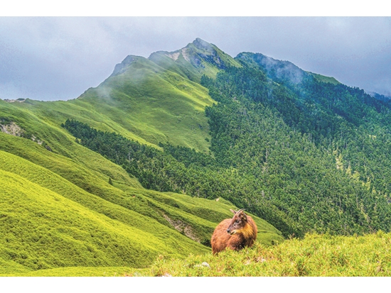 隨著溫度升高，臺灣的高山生態系遭遇極大威脅／賴錦煌 攝