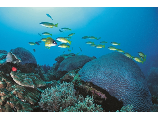 海水溫度持續上升導致臺灣海域的珊瑚礁生態面臨嚴峻考驗／黃興倬 攝