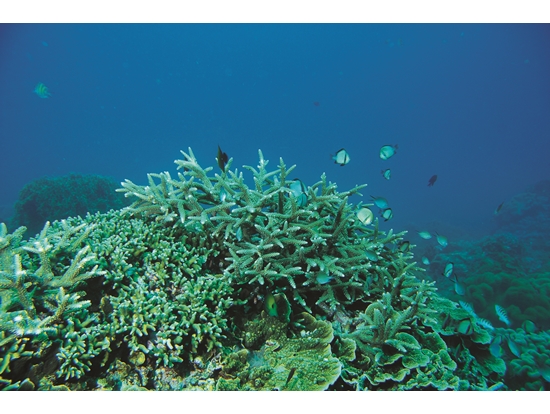 珊瑚礁的棲地資源豐富且擁有許多功能性／墾管處 提供