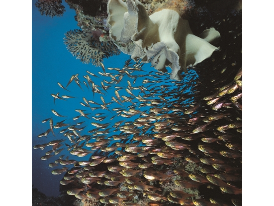 墾丁海域美麗的珊瑚礁與魚群／墾管處 提供（蔡永春 攝）