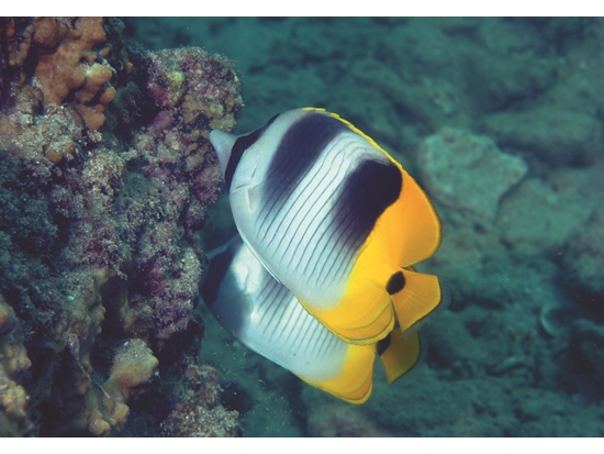 珊瑚礁的食物功能／墾管處 提供