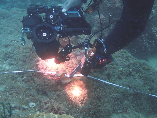 研究人員進行新入添小珊瑚調查／陳昭倫 提供（王偉康 攝）