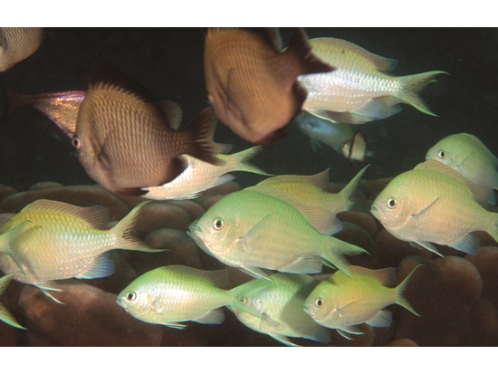 墾丁海域的魚群( 藍綠光鰓雀鯛) ／墾管處 提供