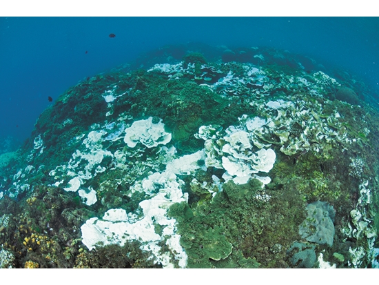 Coral bleaching./ Provided by Chao-Lun Chen (photo by Chao-Yang Kuo)