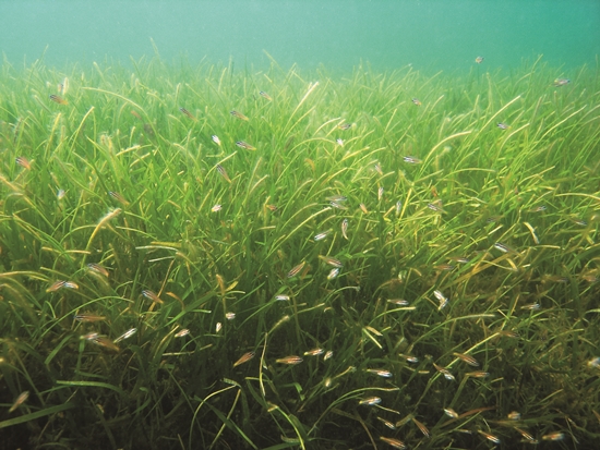 東沙環礁國家公園區域內的海草床／海管處 提供