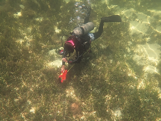 海草床範圍測量／宋克義 提供