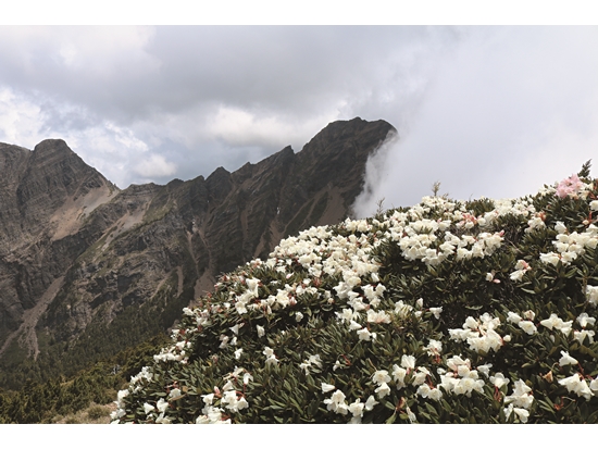 研究團隊所記錄的2018 年5 月玉山物候／曾喜育 提供（李佩樺 攝）