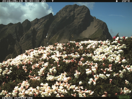 2016-2018 年間定點攝影機拍攝下玉山北峰玉山杜鵑的開花情形／曾喜育 提供