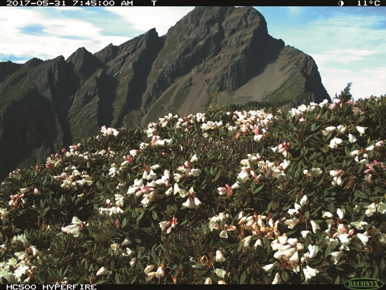 2016-2018 年間定點攝影機拍攝下玉山北峰玉山杜鵑的開花情形／曾喜育 提供