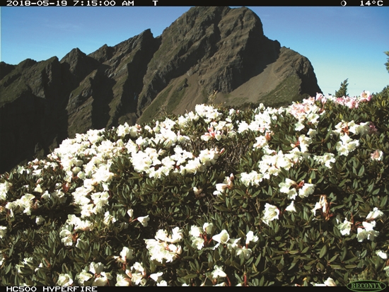 2016-2018 年間定點攝影機拍攝下玉山北峰玉山杜鵑的開花情形／曾喜育 提供