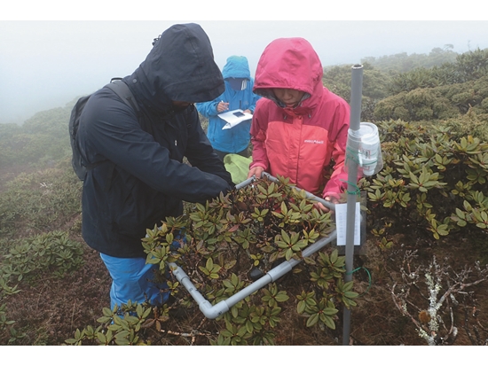 雪山物候調查／曾喜育 提供（楊佳蓉 攝）