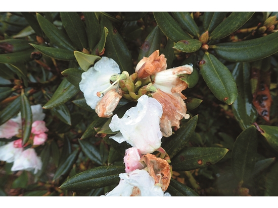 記錄花況是物候調查的重要一環／曾喜育 提供（李佩樺 攝）