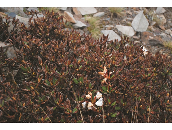 2021 年玉山杜鵑遭遇蟲害／曾喜育 提供（陳盈安 攝）