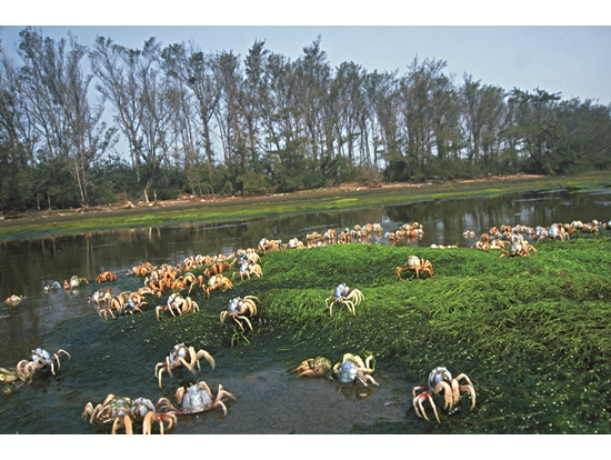 Monitoring the quantity of wetland organisms is an important indicator of the health of the wetland / Provided by Taijiang National Park Headquarters (photo by Rong-Xiang Li)