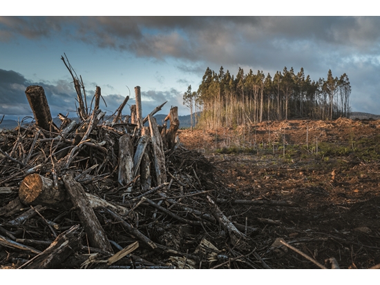 Widespread wildfires over Tasmania, Australia in recent years have caused ecological catastrophe./Photo by Matt Palmer(Source: https://unsplash.com/photos/BtleFKDvN2Q)