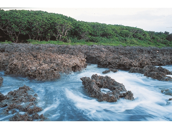 Ocean is where land crabs hatch and grow. / Provided by Kenting National Park Headquarters