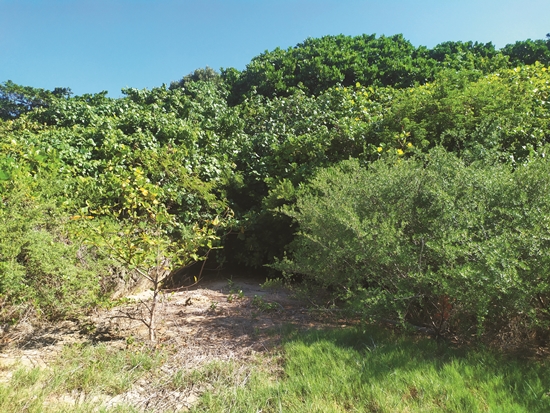 Siangjiao Bay Coastal Forest is endowed with rich ecological resources,and is one of the more intact tropical coastal forests in Taiwan./ Provided by Kenting National Park Headquarters