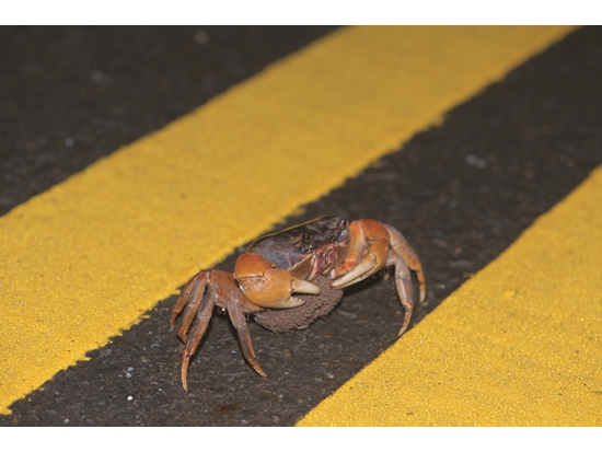 Egg-carrying female crabs need to jeopardize their lives to cross the road and produce their next generation at the seashore./ Photo by Shun-Fa Li (Source: https://commons.wikimedia.org/wiki/File:%E6%AF%9B%E8%B6%B3%E5%9C%93%E7%9B%A4%E8%9F%B9.jpg)