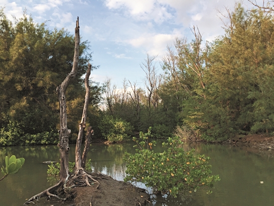 The coastal forest around Menghuan Lake, is rich in supralittoral land crab species; in particular, the Cardisoma carnifex population is the largest in Taiwan./ Provided by Taijiang National Park Headquarters