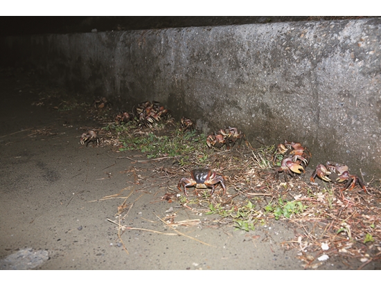 Cardiosoma carnifex , lingering on the vertical coastal embankments,are threatened by high roadkill risks./ Provided by Taijiang National Park Headquarters