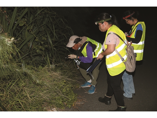 The Land Crab Citizen Scientist Project conducts monitoring and surveying at night./ Provided by Taijiang National Park Headquarters