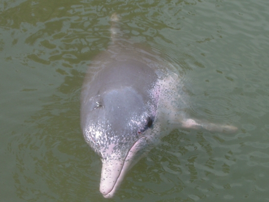 中華白海豚／ Takoradee 攝（來源：https://commons.wikimedia.org/wiki/File:Pink_Dolphin.JPG）