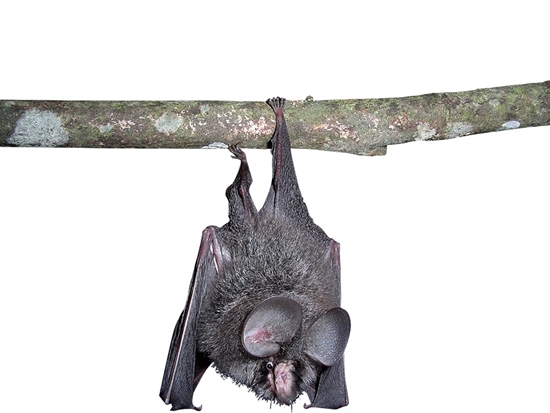 無尾葉鼻蝠／雪管處 提供