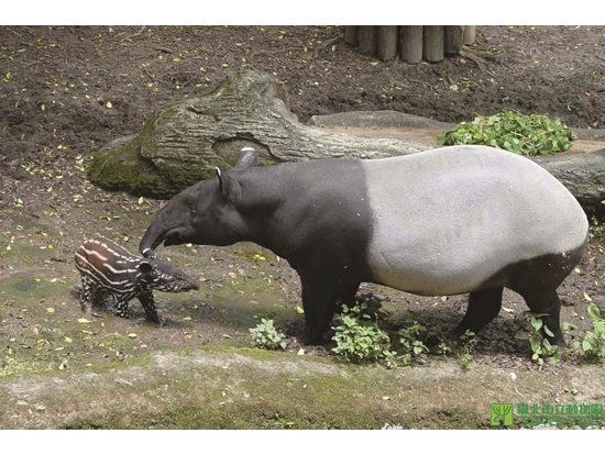動物園裡的馬來貘親子／臺北市立動物園 提供