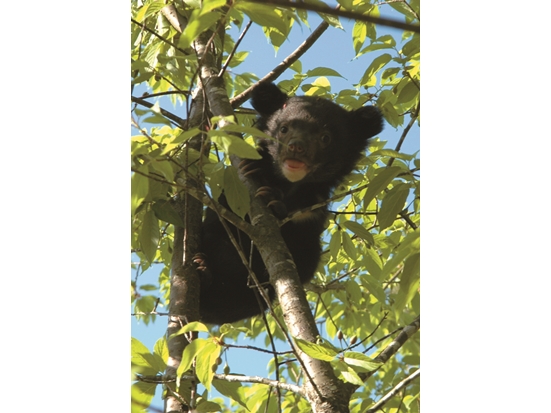 樹上的臺灣黑熊幼熊／ Abu0804 攝（來源：https://commons.wikimedia.org/wiki/File:Ursus_thibetanus_formosanus_cub_on_tree.jpg）