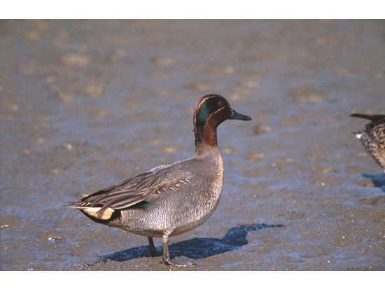 小水鴨（雄）／金管處 提供
