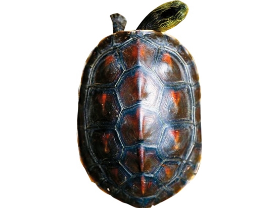 斑龜頭頸部、四肢及尾部有許多黃綠色縱向條紋／台管處 提供