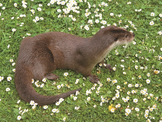 歐亞水獺／ Factumquintus 攝（https://commons.wikimedia.org/wiki/File:Fischotter_Lutra_lutra1.jpg#mw-jump-to-license）