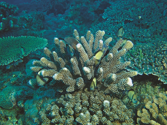 珊瑚礁是許多海中生物的棲地／陳昭倫 提供（陳致維 拍攝）