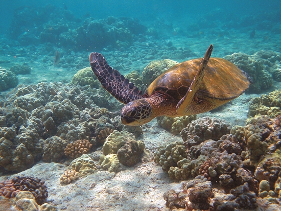 綠蠵龜／ Brocken Inaglory 攝（來源：https://commons.wikimedia.org/wiki/File:Hawaii_turtle_2.JPG）