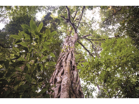 低海拔的闊葉林