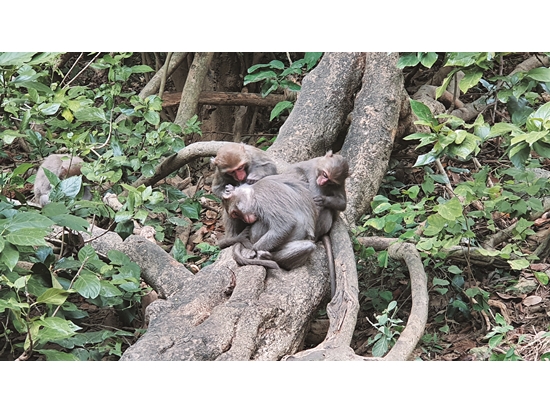 造訪壽山國家自然公園，觀察臺灣獼猴的生活姿態