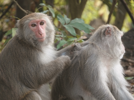 臺灣獼猴多分布在海拔3,000 公尺以下的森林，部分族群棲息地與人類重疊