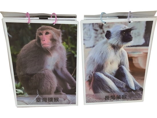 猜猜哪隻是臺灣獼猴，哪隻是外來種？