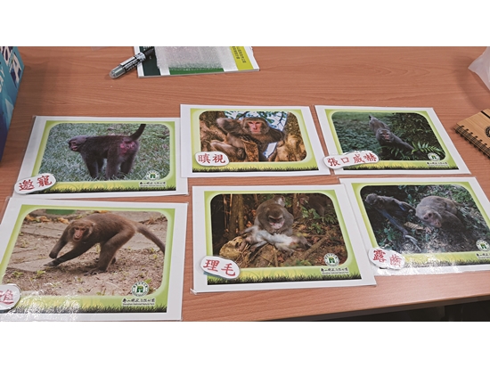 認識獼猴的行為，進一步了解和牠們互動時可能發生的接觸問題