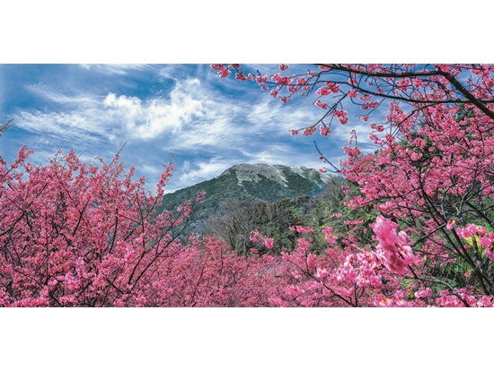 陽明山的櫻花與遠方山頭白雪相映，是可遇不可求的美景