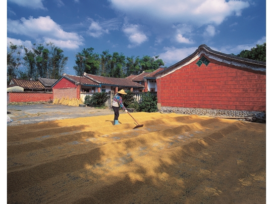 人文攝影作品《曬稻穀》