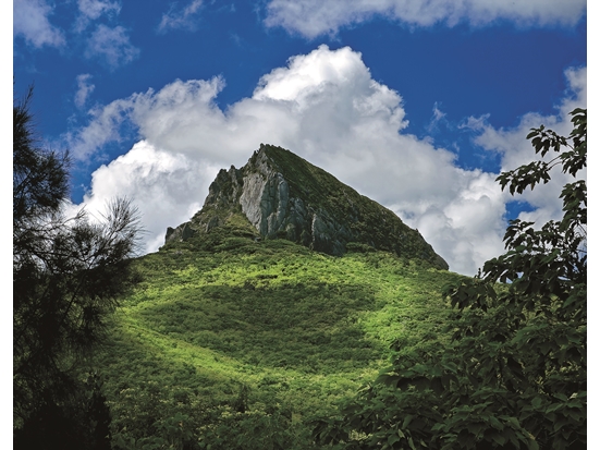 樹冠上的愛心光影