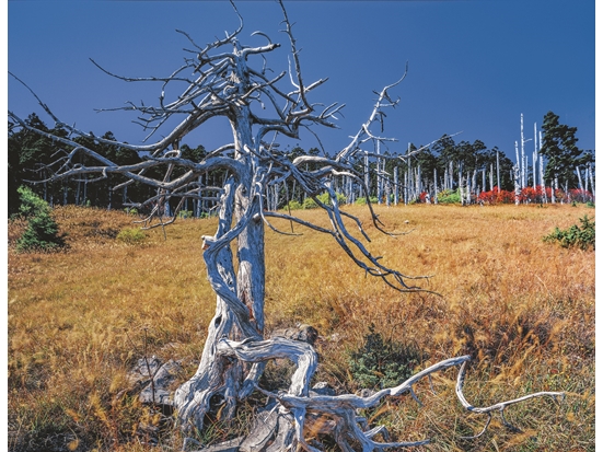 讓結束成為新的開始──台江國家公園