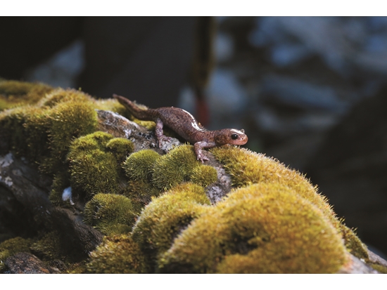 臺灣高山上的微笑精靈──山椒魚